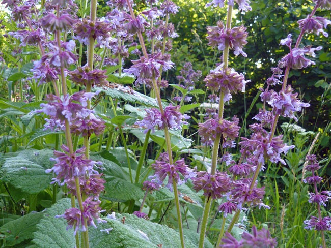 Confronto Salvia nemorosa - Salvia verticillata